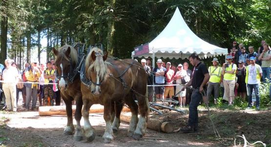 Débardage à cheval Euroforest 2018