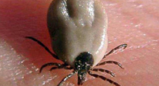 Ixodes Ricinus, adulte