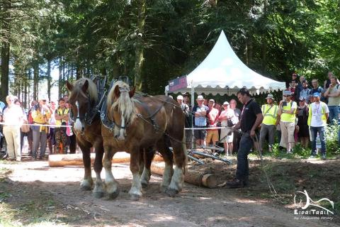 Débardage à cheval Euroforest 2018